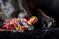 Black puppy nose and knot rope bone toy close-up