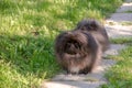 Black puppy pekingese dog run on the green grass