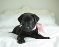 Black puppy with pink satin ribbon lays down on antique bed