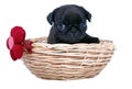 The black puppy of a pug sits in a wattled basket Royalty Free Stock Photo