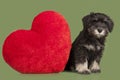 Black puppy and red heart Royalty Free Stock Photo