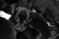 Black puppy`s head sticking out of tangled puppy heard or from litter of puppies