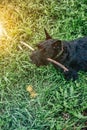 Black puppy Scottish terrier runs on green grass in natural park Royalty Free Stock Photo