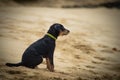Black puppy sitting on beach sand Royalty Free Stock Photo