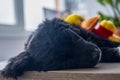 Black puppy sleeps with a toy Royalty Free Stock Photo