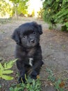 Black puppy, small dog in the garden