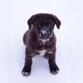 Black puppy in the snow Royalty Free Stock Photo