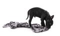 Black puppy staffordshire standing three months with blanket