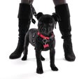 Black puppy staffordshire standing three months