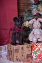 Black puppy and toy bunny Royalty Free Stock Photo