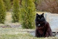 A black pure bred norwegian forest cat sitting outdoors Royalty Free Stock Photo