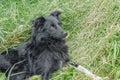 Black purebred dog on grass, playing in nature Royalty Free Stock Photo