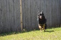 Black purebred German Shepard female licking her lips while running to her owner