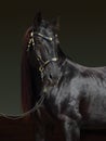 Black purebred horse portrait in dark backdround Royalty Free Stock Photo