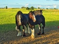 Steeds from the pasture. Royalty Free Stock Photo