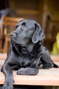 Black purebred labrador Royalty Free Stock Photo
