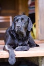 Black purebred labrador Royalty Free Stock Photo