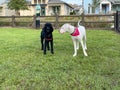 A black purebred standard poodle and his dog buddy haning out in a neighborhood dog park Royalty Free Stock Photo