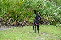 A black purebred standard poodle in a neighborhood dog park Royalty Free Stock Photo