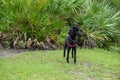 A black purebred standard poodle in a neighborhood dog park Royalty Free Stock Photo