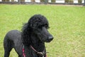 A black purebred standard poodle in a neighborhood dog park Royalty Free Stock Photo