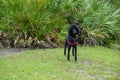 A black purebred standard poodle in a neighborhood dog park Royalty Free Stock Photo