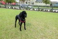 A black purebred standard poodle in a neighborhood dog park Royalty Free Stock Photo