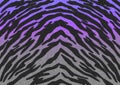 The Black-Purple-Grey gradient Tiger print camouflage texture, carpet animal skin patterns or backgrounds, Purple gradient theme. Royalty Free Stock Photo