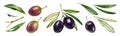 Black and purple olive branches. Watercolor set of design elements. Dark shiny fruits with leaves. Realistic painting Royalty Free Stock Photo