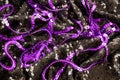 Black and purple sequined cloth