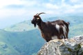 A Pyrenees mountain goat in France
