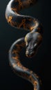 Black python with orange patterns curls dynamically. Detailed scales show texture. Predator is shown against dark backdrop. Snake Royalty Free Stock Photo