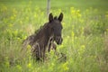 Black quarter horse foal laying in green pasture with yellow blossoms