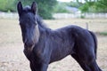 Black Quarter Horse/Friesian Horse Foal Royalty Free Stock Photo