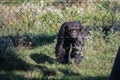 Black quiet chimpanzee in captivity behind a metal fence