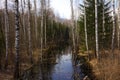 Black quiet creek in spring forest. Birch and spruce trees. Cloudy morning