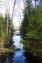 Black quiet creek in spring forest. Birch and spruce trees. Sunny day