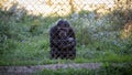 Black quiet wild chimpanzee in captivity behind a metal fence