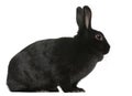 Black Rabbit, 1 year old, sitting Royalty Free Stock Photo