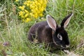 Black rabbit Royalty Free Stock Photo