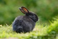 Black Rabbit Royalty Free Stock Photo