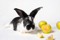 Black rabbit with apples on a white background. Fluffy ears and a cute nose. For a postcard or a calendar. Year of the rabbit 2023