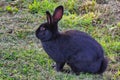 Wild animal. Black rabbit Royalty Free Stock Photo