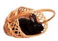 Black rabbit in a basket.