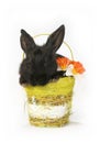 Black rabbit in basket Royalty Free Stock Photo
