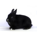 Black rabbit Royalty Free Stock Photo