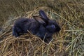 Black rabbit on dry grass Royalty Free Stock Photo