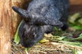 Black rabbit eating grass in cage, closeup