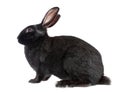 Black rabbit, isolated. Royalty Free Stock Photo