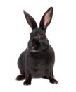 Black rabbit, isolated. Royalty Free Stock Photo